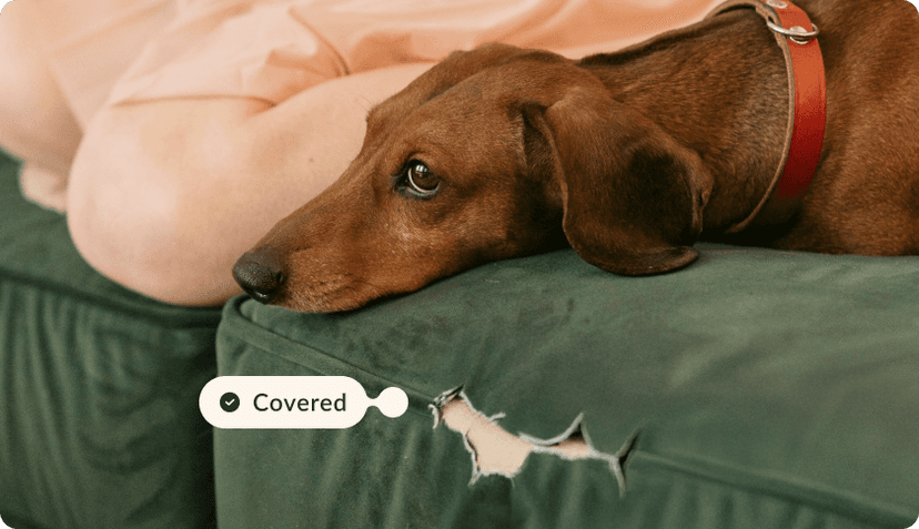 Dog laying on a couch, feeling guilty. The couch is damaged, there's a hole in the fabric. The tag reads "Covered".