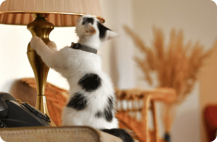 A small cat sitting on a shelf and playing with a table lamp.