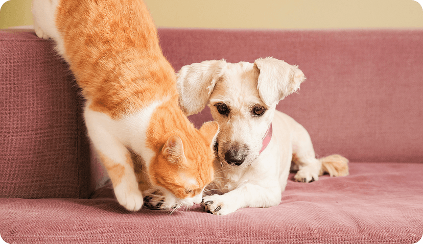 Cat and dog sitting on a couch.