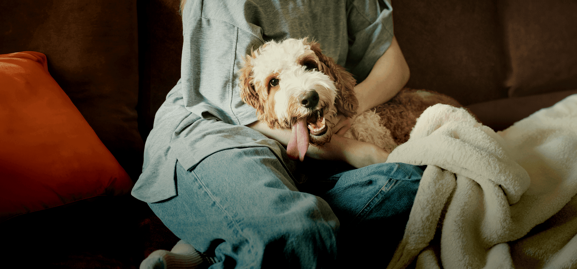 A fluffy golden dog resting contentedly on a person's lap on the sofa.